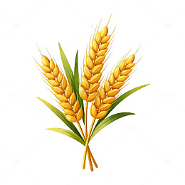 卡通风格金黄色麦穗插画