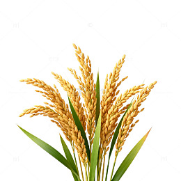 金黄色稻谷特写素材