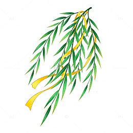 柳枝春天清新插画