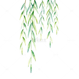 水彩柳叶下垂艺术插画