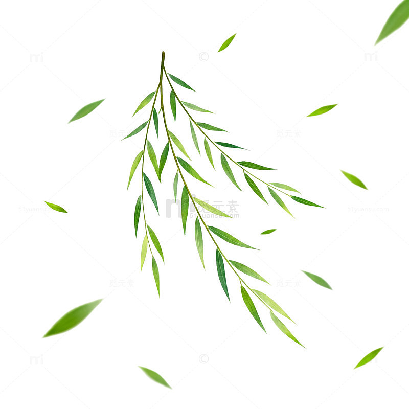 柳叶飘落插画素材