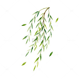 清新柳叶插画素材