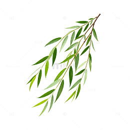柳枝插画素材