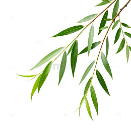 柳枝特写清新自然