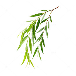 柳枝矢量插画素材