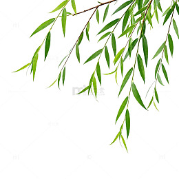 柳枝翠绿矢量插画