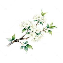 水彩白花树枝插画素材
