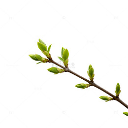 春日嫩芽新绿枝条