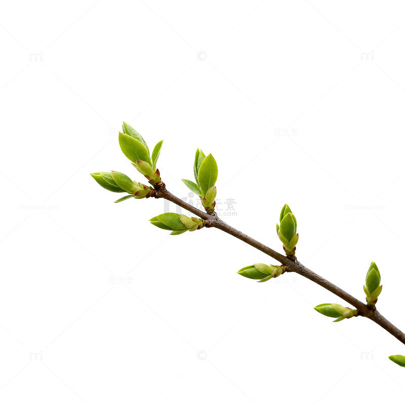 春日嫩芽新绿枝条