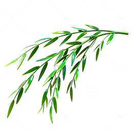 绿色柳枝矢量插画素材