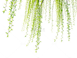 清新柳枝春天植物素材