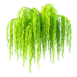 柳树枝条绿色植物插画素材