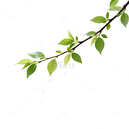 清新雨滴绿叶自然风景