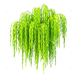 翠绿垂柳植物插画