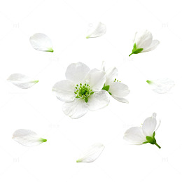 清新白花散落