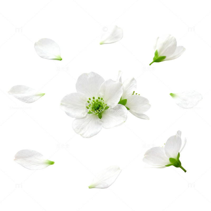 清新白花散落