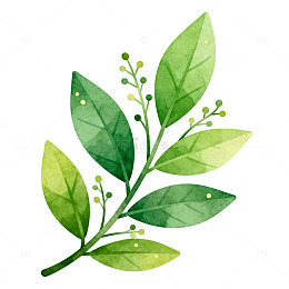 水彩绿叶植物插画素材