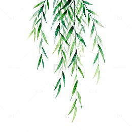 水彩柳枝春天清新装饰图案