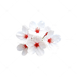清新白桃花插图装饰素材