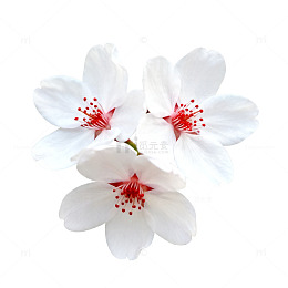 清新樱花特写片