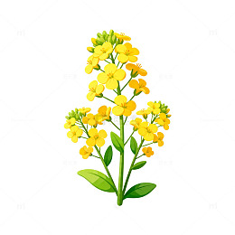手绘油菜花插画素材