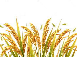 金黄稻穗丰收景象植物插画
