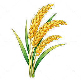 卡通稻谷插画设计素材