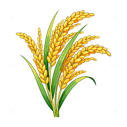 金黄水稻插画元素