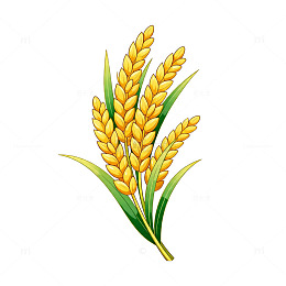 卡通风格金黄色麦穗插画素材