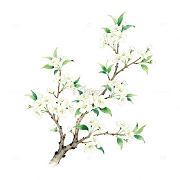水墨梨花枝插画装饰图案