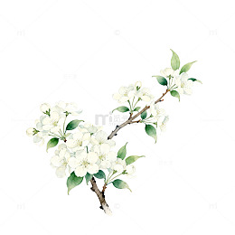 水彩花卉枝条插画