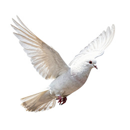 白色飞鸽展翅飞翔图片