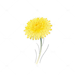 水彩风黄色花朵插图设计素材