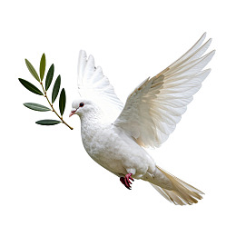 白鸽衔橄榄枝飞翔图片