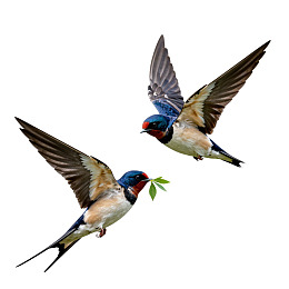 两只燕子携叶飞行图片