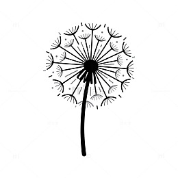 黑白线条蒲公英插画
