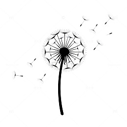 黑白简约蒲公英插画