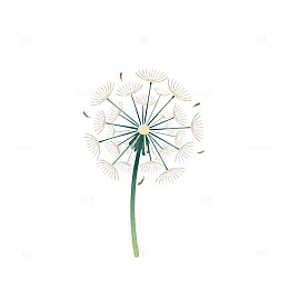 简约风蒲公英插画