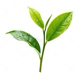 清新绿植露珠特写