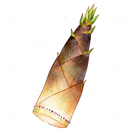 水彩春笋新鲜蔬菜插画素材