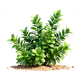 绿色植物盆栽素材