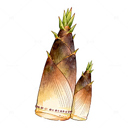 水彩竹笋插画设计素材