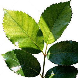 清新绿叶植物特写片
