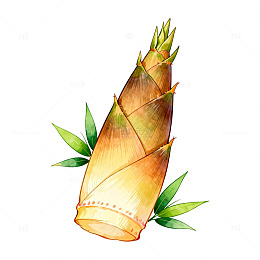 水彩画竹笋植物绘画素材
