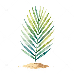 水彩棕榈树植物插画