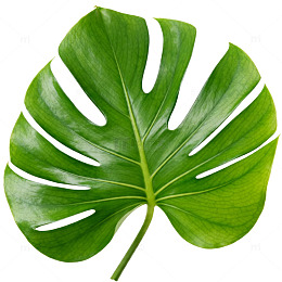 热带风绿色植物叶片素材