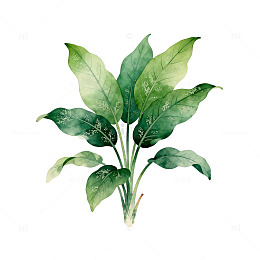 水彩植物插图设计素材