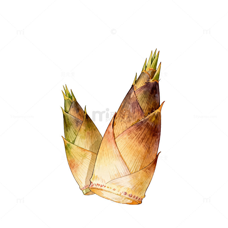 水彩春笋新鲜食材插画