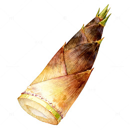 水彩春笋插画设计素材