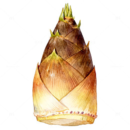 水彩春笋手绘食材插画